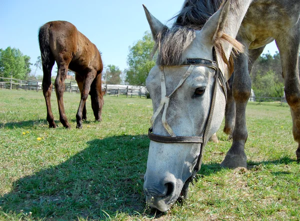 Tlamy koně — Stock fotografie