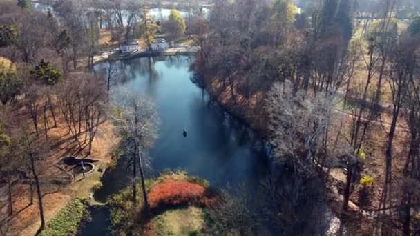 Arial drone melihat penerbangan di atas danau di taman pada hari musim gugur cerah — Stok Video