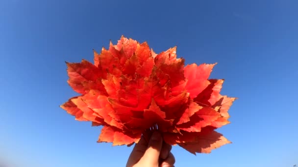 青空を背景に赤い葉の花束を手に持っている人 — ストック動画