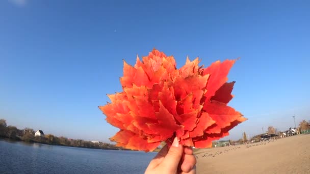 Osoba trzymająca bukiet czerwonych liści w dłoniach na tle niebieskiego nieba — Wideo stockowe