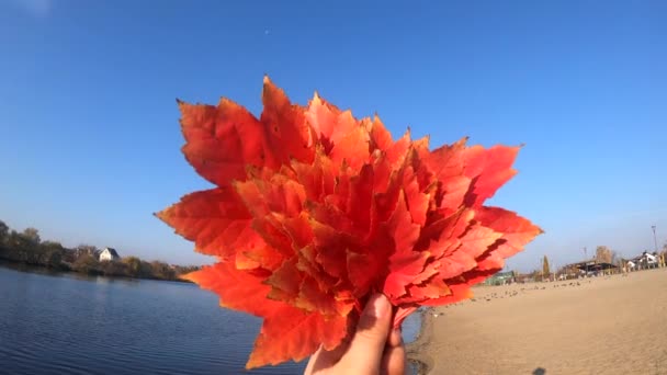 Persona sosteniendo ramo de hojas rojas en las manos sobre fondo azul del cielo — Vídeos de Stock