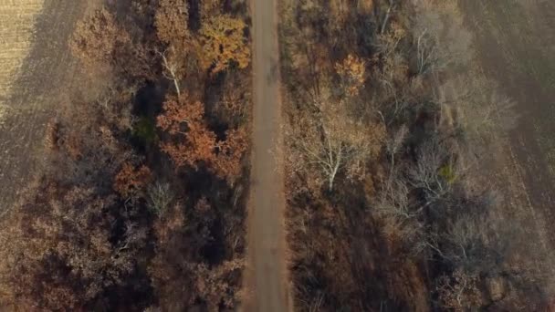 Landschap uitzicht op vuil landelijke weg tussen bomen tussen de velden op zonnige herfstdag — Stockvideo