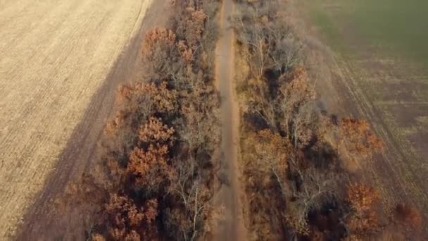Güneşli sonbahar gününde tarlalar arasındaki ağaçların arasındaki toprak kırsal yolun manzarası — Stok video