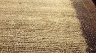 Cornfield 'daki hava aracı görüntüleme uçuşu. Hasattan sonra sarı saman.