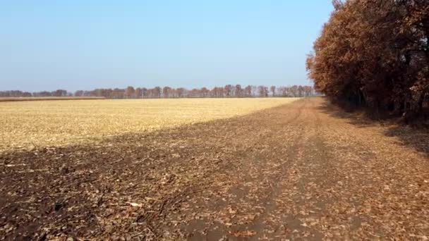 Bruna torra trädblad faller på gult fält efter skörd en solig höstdag — Stockvideo