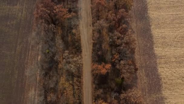 Τοπίο άποψη του αγροτικού χωματόδρομου μεταξύ των δέντρων μεταξύ των αγρών την ηλιόλουστη ημέρα του φθινοπώρου — Αρχείο Βίντεο