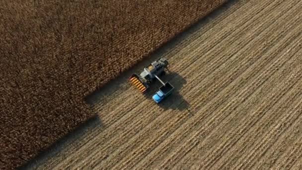 Erntemaschine schüttet den Mais nach der Ernte ins Feld in den hinteren Teil des Lastwagens — Stockvideo