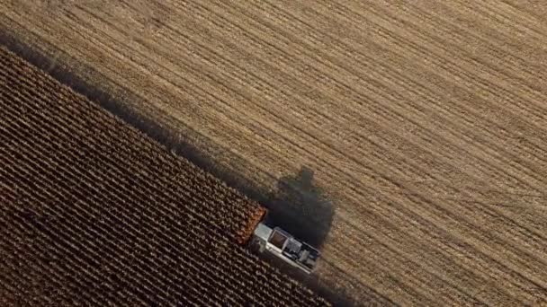 Lotnicze drone widok lotu nad kombajn zbożowy, który odzyskuje suchej kukurydzy w polu — Wideo stockowe