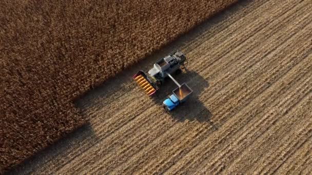 Erntemaschine schüttet den Mais nach der Ernte ins Feld in den hinteren Teil des Lastwagens — Stockvideo