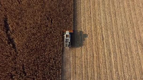 Vuelo aéreo con vista a drones sobre cosechadora que cosecha maíz seco en el campo — Vídeos de Stock
