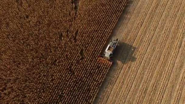 Flyg drönare Visa flyg över Kombinera skördare som skördar torr majs i fält — Stockvideo