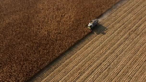 空中无人机俯瞰联合收割机在田间收获干玉米 — 图库视频影像