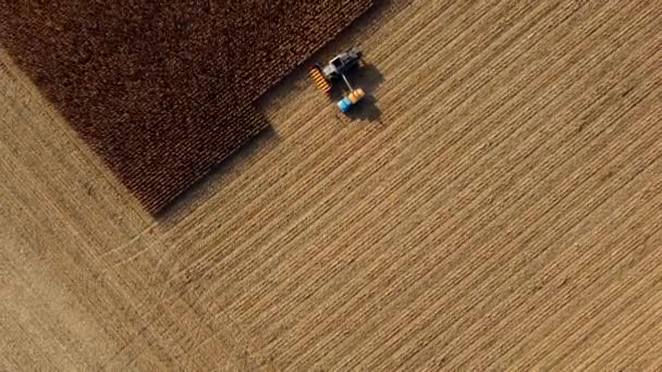 Récolteuse verse le maïs après la récolte dans le champ à l'arrière du véhicule cargo — Video
