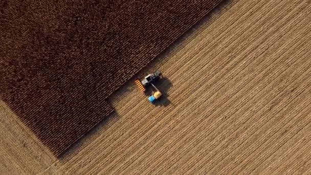 Récolteuse verse le maïs après la récolte dans le champ à l'arrière du véhicule cargo — Video