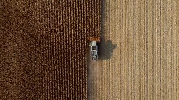 Drohnenflug über Mähdrescher, der trockenen Mais auf dem Feld erntet — Stockvideo