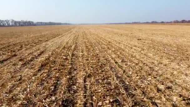 하늘을 날고 있는 드론, 수확 후의 황색 밀짚 과 함께 옥수수 밭에서 비행하는 모습 — 비디오