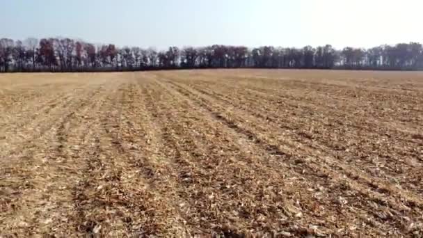 Vuelo aéreo con vista al dron sobre el campo de maíz con paja amarilla después de la cosecha — Vídeos de Stock