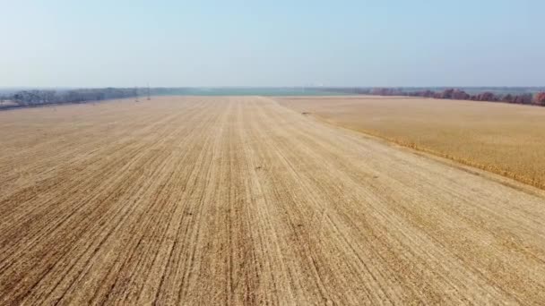 Flyg drönare Visa flyg över på Cornfield med gul halm efter skörd — Stockvideo