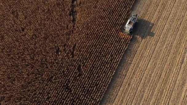 LuchtDrone View vlucht over combineer oogstmachine die droge maïs oogst in het veld — Stockvideo