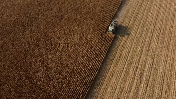 Воздушный беспилотник просматривает полет над комбайном, который пожинает сухую кукурузу в поле — стоковое видео
