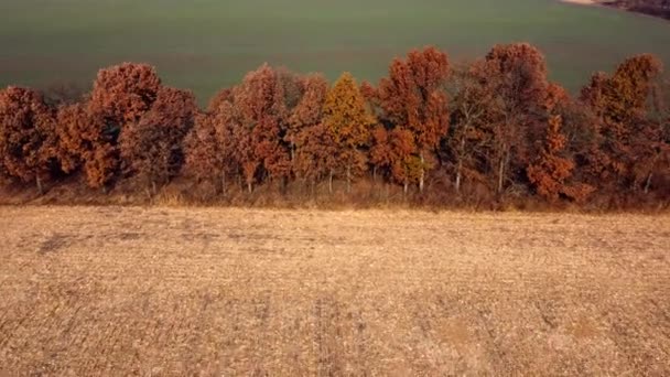 Αεροφωτογραφία με τηλεκατευθυνόμενο. Δέντρα με καστανά ξηρά φύλλα αναπτύσσονται μεταξύ των αγρών μετά τη συγκομιδή — Αρχείο Βίντεο
