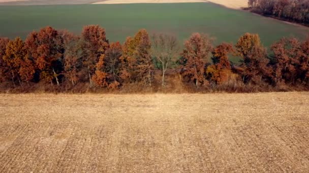 Flygdrönarvy. Träd med bruna torra blad växer mellan fälten efter skörd — Stockvideo