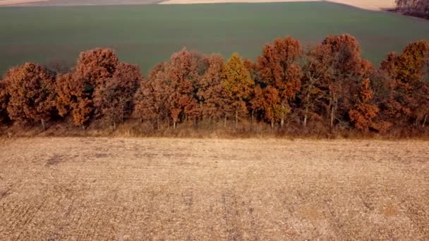 Aerial Drone View. Pohon dengan daun kering coklat tumbuh di antara ladang setelah panen — Stok Video