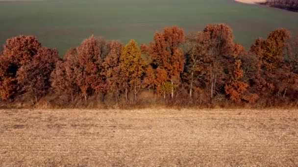 Letecký Drone View. Stromy s hnědými suchými listy rostou mezi poli po sklizni — Stock video