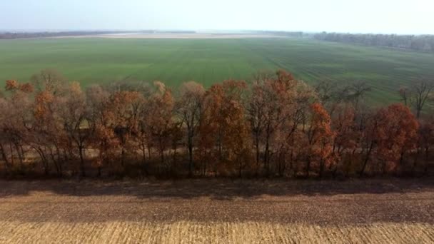 Αεροφωτογραφία με τηλεκατευθυνόμενο. Δέντρα με καστανά ξηρά φύλλα αναπτύσσονται μεταξύ των αγρών μετά τη συγκομιδή — Αρχείο Βίντεο