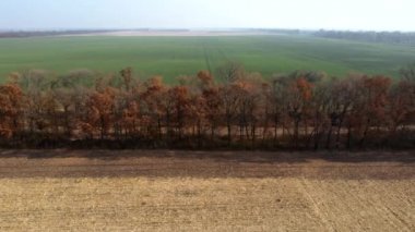 Hava Aracı Görünümü. Kahverengi yapraklı ağaçlar hasattan sonra tarlalar arasında yetişir