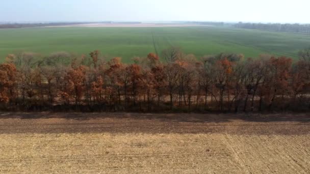 Drohnenblick aus der Luft. Bäume mit braunen, trockenen Blättern wachsen nach der Ernte zwischen den Feldern — Stockvideo