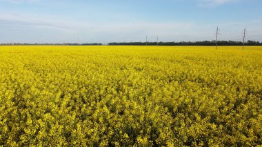 Kolza tohumu çiçekleri açarken kolza tohumu tarlasında uçmak