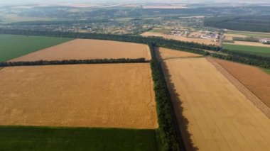 Aerial Drone View Flight Over Yellow Wheat Field, green fields agricultural crop