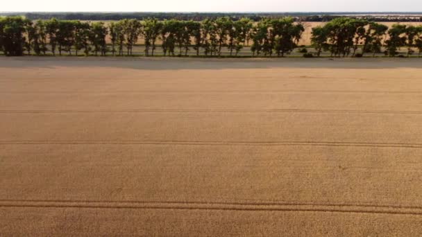 Vuelo sobre campo de trigo con maduración de trigo amarillo y carretera — Vídeos de Stock