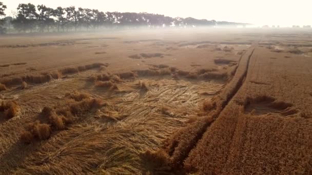 Wheat field in early summer morning. Ripe spikes of wheat on sunny morning — Stockvideo