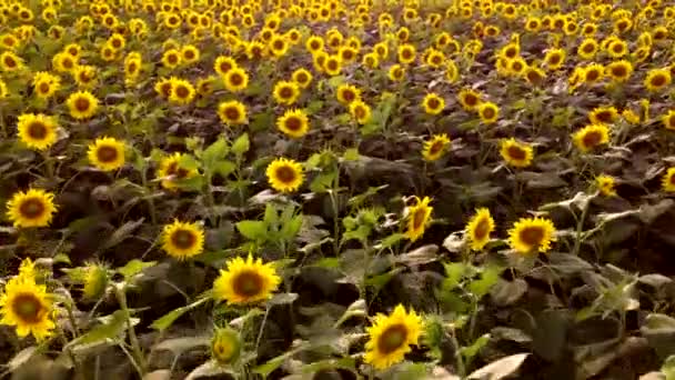 Flygdrönare Visa Flight Över ett fält av blommande solrosor. — Stockvideo