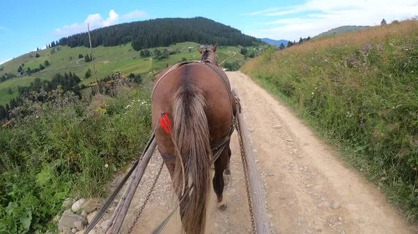 Кінь тягне хаос на ґрунтовій стежці в сонячний день — стокове фото