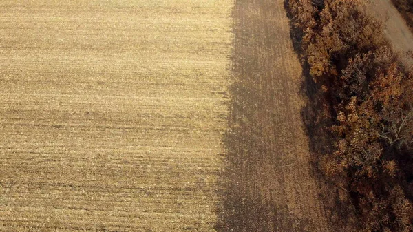 Vue Aérienne Par Drone Vol Sur Cornfield Avec De La Paille Jaune Après La Récolte — Photo