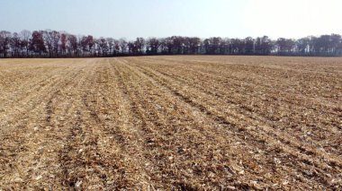 Cornfield 'daki hava aracı görüntüleme uçuşu. Hasattan sonra sarı saman.