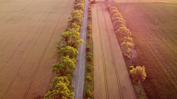 Drone survolant la route entre les champs de blé au coucher du soleil de l'aube. — Photo