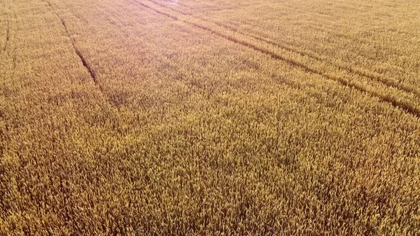 Létá nad polem zralý žlutý pšenice. Přírodní pozadí. — Stock fotografie