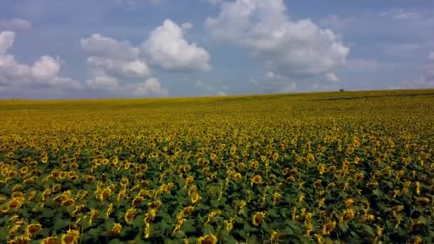 Aerial drone view flight over field with ripe sunflower heads. — Stock Video