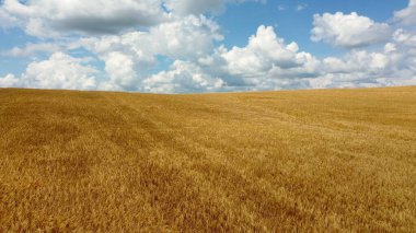 Sarı buğday tarlasında uçan insansız hava aracı. Ufuk çizgisi.