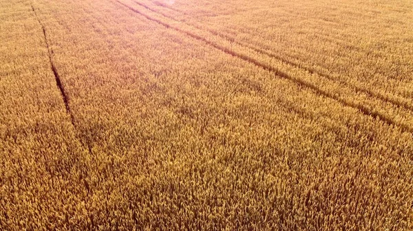 Létání nad polem zralý zralý pšenice, západ slunce. Sluneční svit. — Stock fotografie