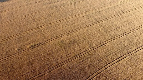 Voando sobre o campo de trigo amarelo maduro durante o pôr do sol. — Fotografia de Stock