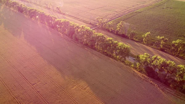 Dron przelatujący nad drogą między polami pszenicy o zachodzie słońca — Zdjęcie stockowe