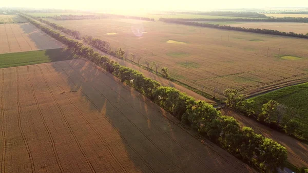 Dron přelétající přes silnici mezi pšeničnými poli během západu slunce. — Stock fotografie
