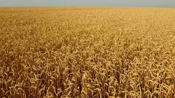 Drohnenflug über Feld mit gelbem reifem Weizen aus der Nähe. — Stockfoto