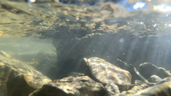 흐르는 물, 물을 통한 태양의 스카이라이트, 바닥에 놓인 돌들 — 스톡 사진