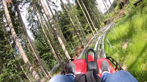 Hızlı rodelbahn 'a binen kişi ağaçların arasındaki dağlarda kızakla kayıyor. — Stok fotoğraf